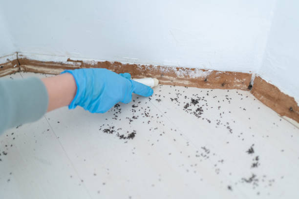 Reliable Sewell, NJ Pest Control Solutions
